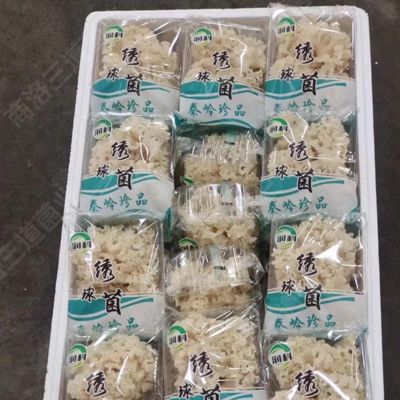 陕西商洛绣球菌鲜货新鲜现货产地一手货源品质保证