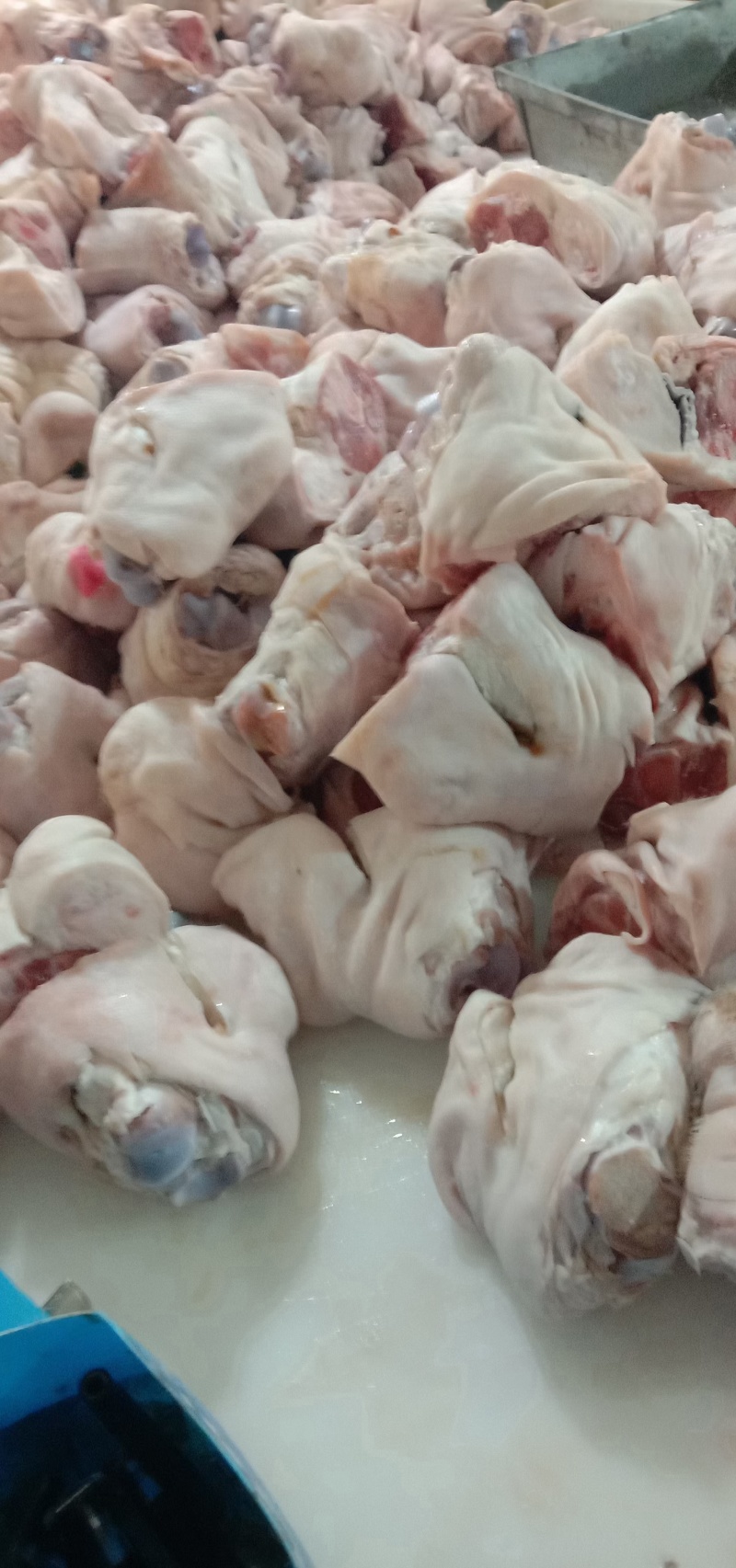 肥猪大脚圈