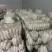 陕北精品白萝卜大量上市