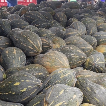 湖北香芋南瓜大量上市中，承接大型电商平台商场超市稳定供货