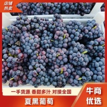 河北葡萄邢台夏黑葡萄颗粒大甜度高硬度好耐储存运输承接电商