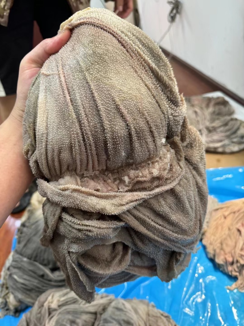 鲜毛肚牛百叶毛肚牛毛肚火锅店食用材料