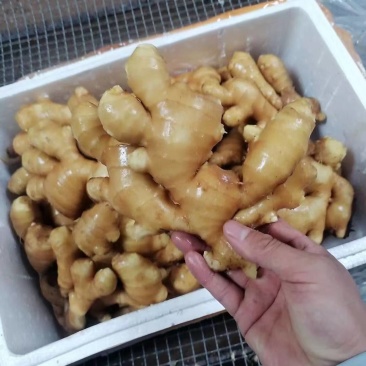 生姜供应产地一手货源全国发货供应市场电商地摊食品厂
