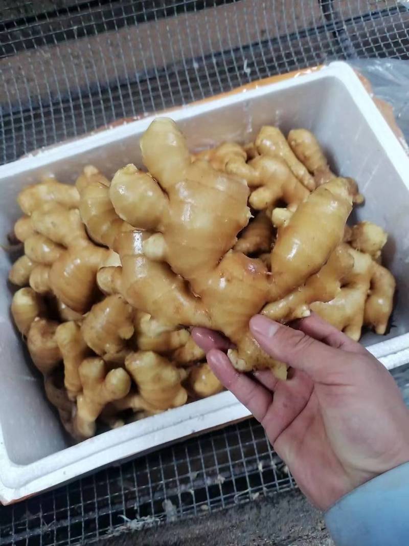 生姜供应产地一手货源全国发货供应市场电商地摊食品厂