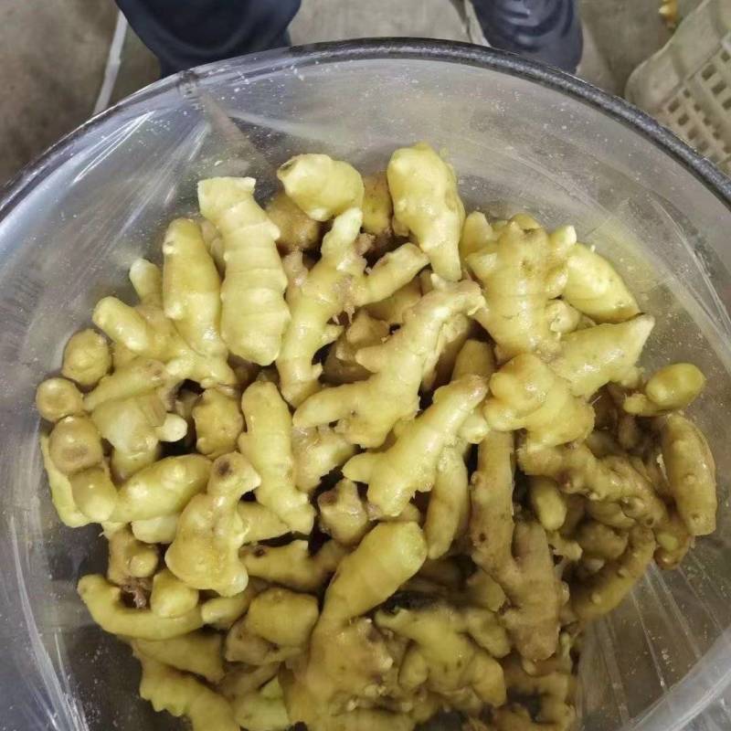 生姜供应产地一手货源全国发货供应市场电商地摊食品厂