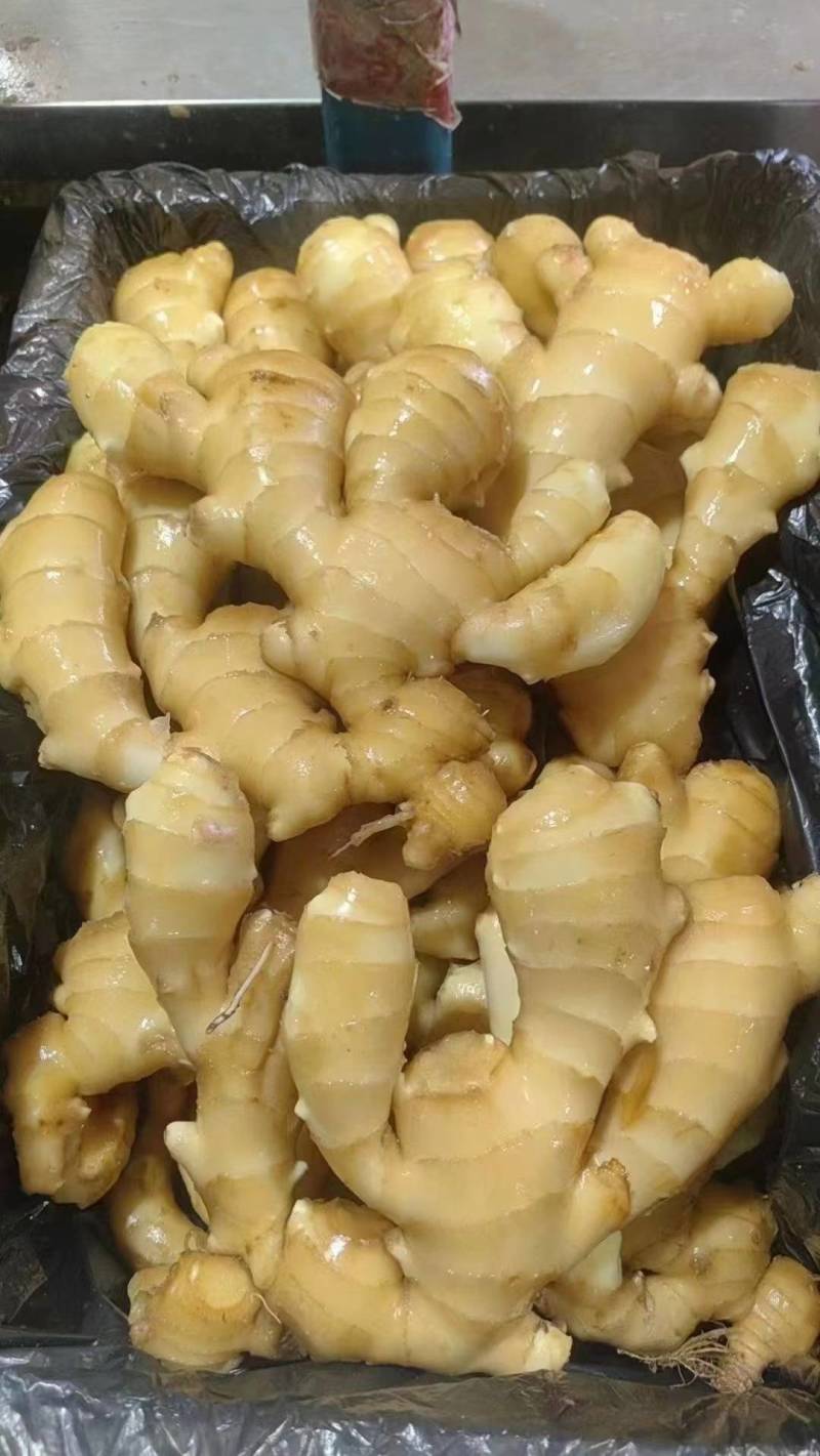 生姜供应产地一手货源全国发货供应市场电商地摊食品厂