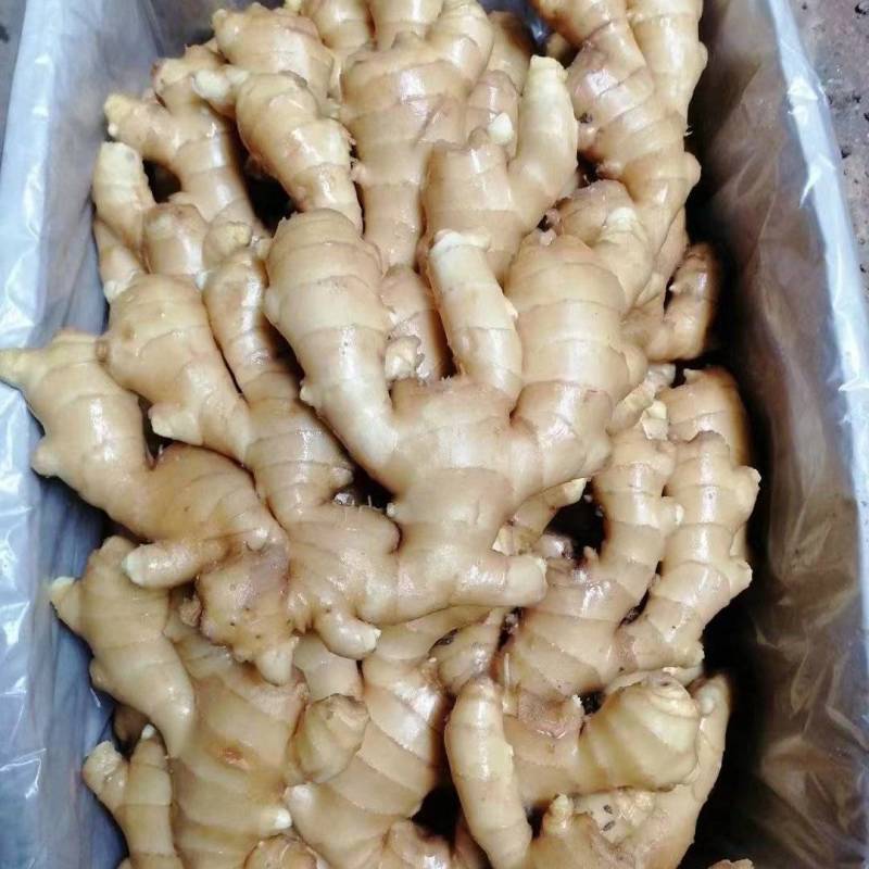 生姜供应产地一手货源全国发货供应市场电商地摊食品厂