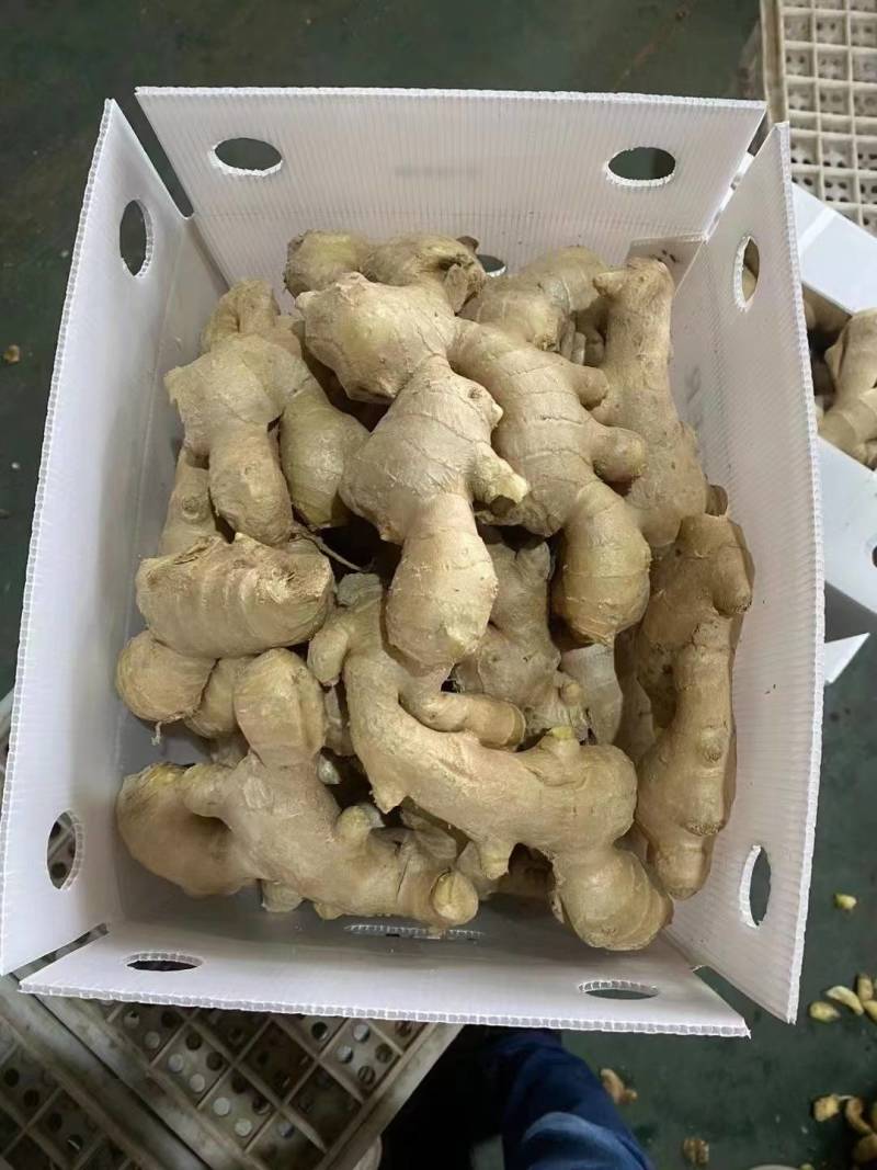 生姜供应产地一手货源全国发货供应市场电商地摊食品厂