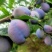 西梅