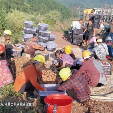 米粮一号猕猴桃开始上市了