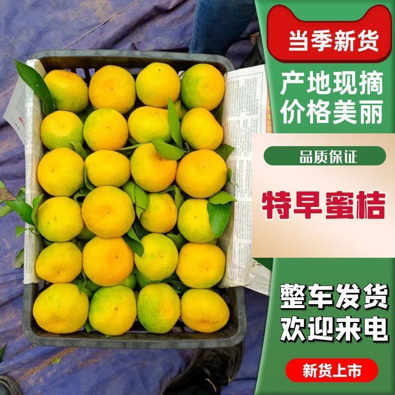 普早蜜桔，预售中，产地直发，提供洗果打蜡分级，视频看货，
