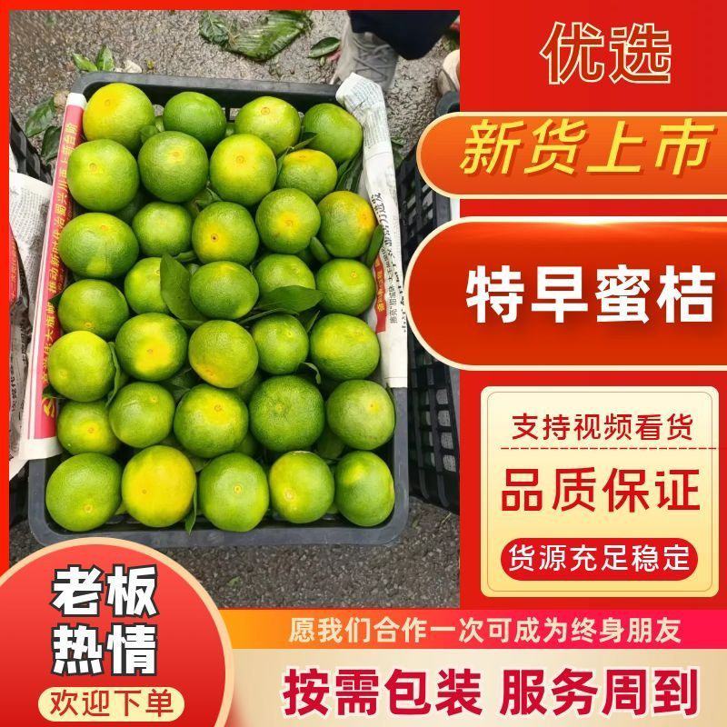 特早蜜桔，己上市，果皮细腻，产地直供，提供洗果，打腊，