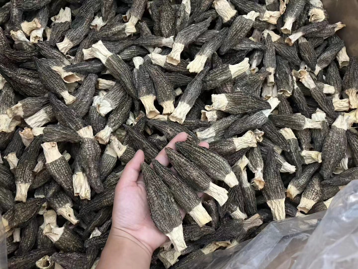 两张并列对比照片,左边是一把未泡发的深褐色干羊肚菌,形态蜷缩;右边是同一把羊肚菌经温水泡发25分钟后完全舒展、饱满湿润的样子,放置在白色瓷盘上,背景简洁明亮 泡发前后对比图:左侧为干燥卷曲的羊肚菌,右侧为充分泡发后饱满展开的状态