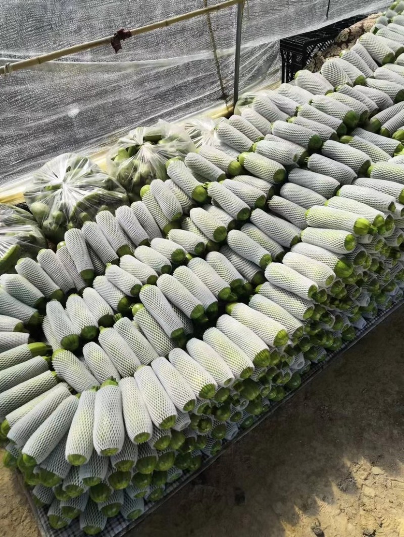 精品西葫芦、长年不断货、欢迎联系、无中间商