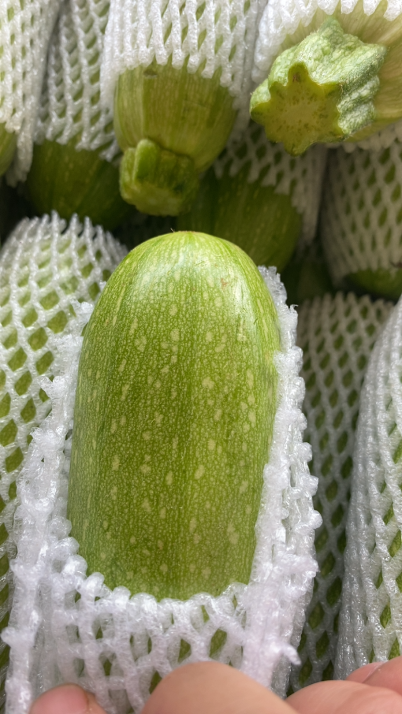 精品西葫芦、长年不断货、欢迎联系、无中间商