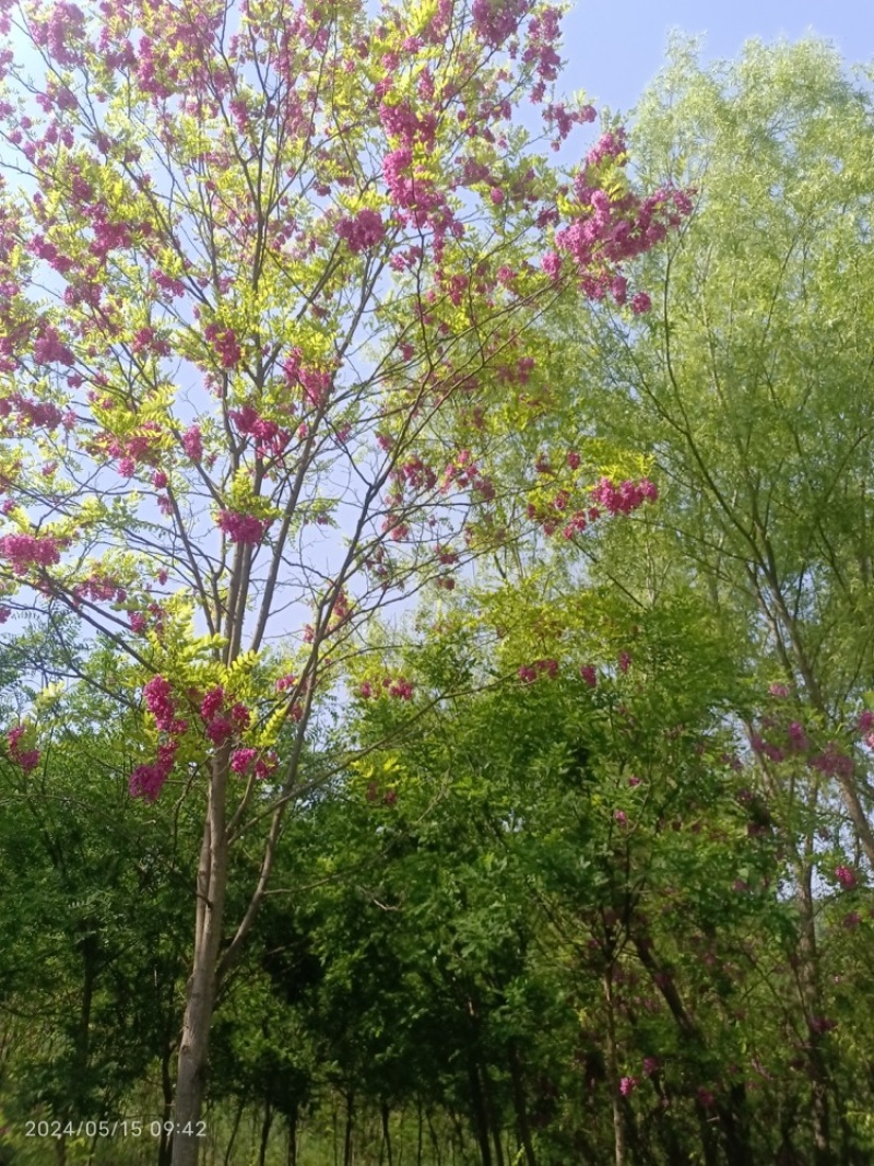 香花槐规格齐全量大从优承接绿化工程欢迎来电咨询