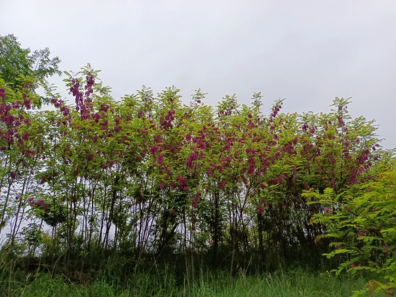 香花槐规格齐全量大从优承接绿化工程欢迎来电咨询