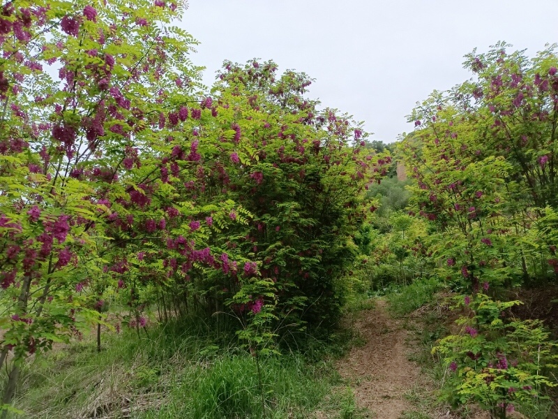 香花槐规格齐全量大从优承接绿化工程欢迎来电咨询