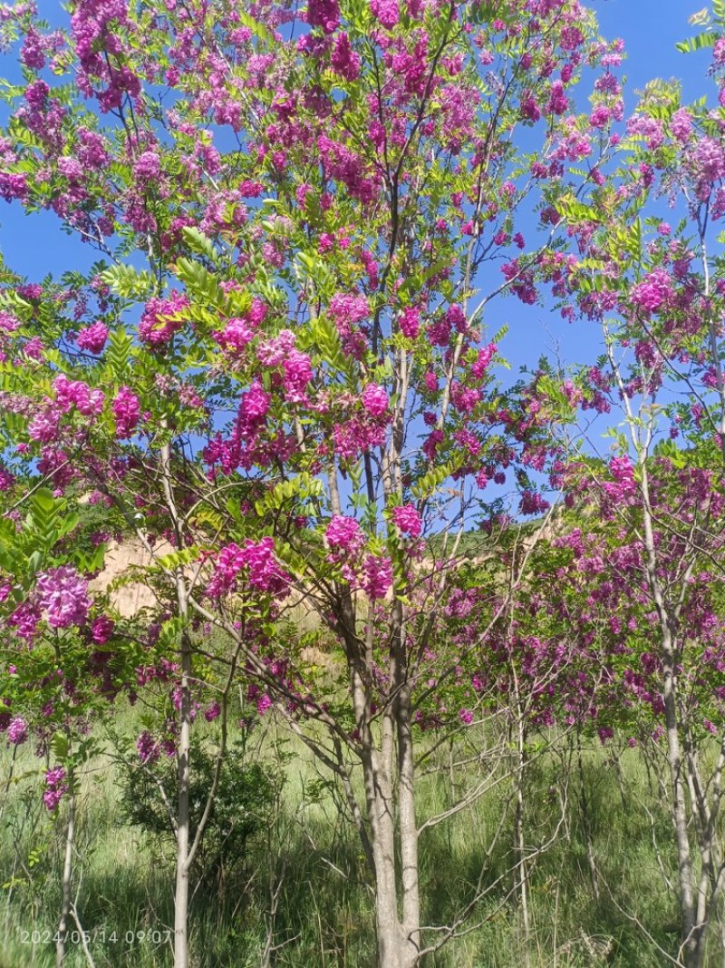 香花槐规格齐全量大从优承接绿化工程欢迎来电咨询