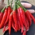 精品艳红米椒、朝天椒、实力服务、一手货源