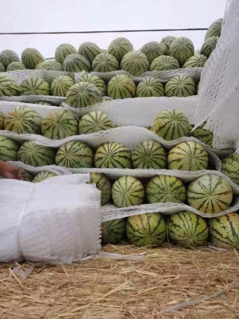 宁夏西瓜大量有货