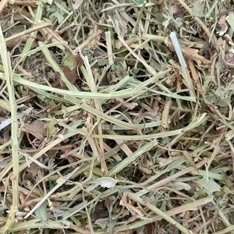 黄白绿花生秧无土无膜无霉味没问题
