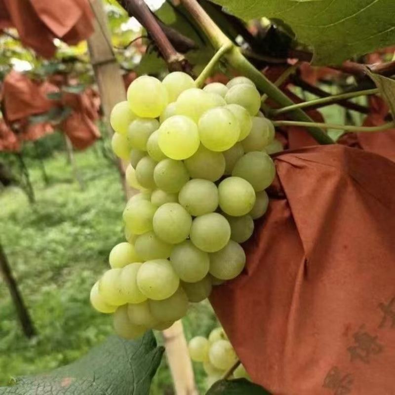 水晶葡萄