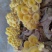 鸡油菌