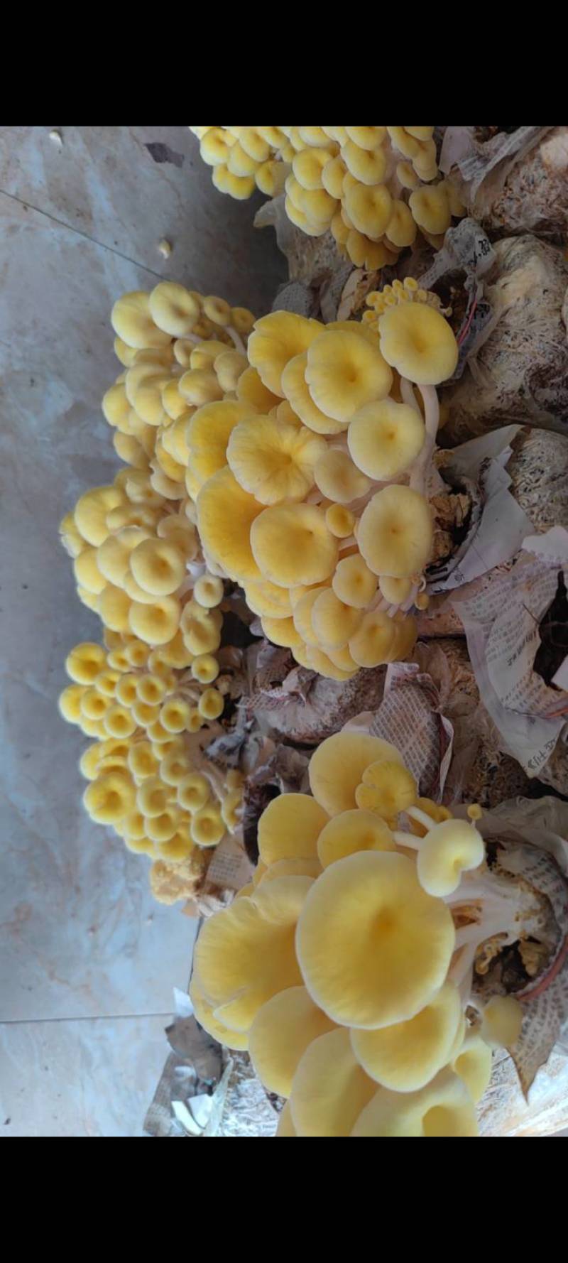 鸡油菌