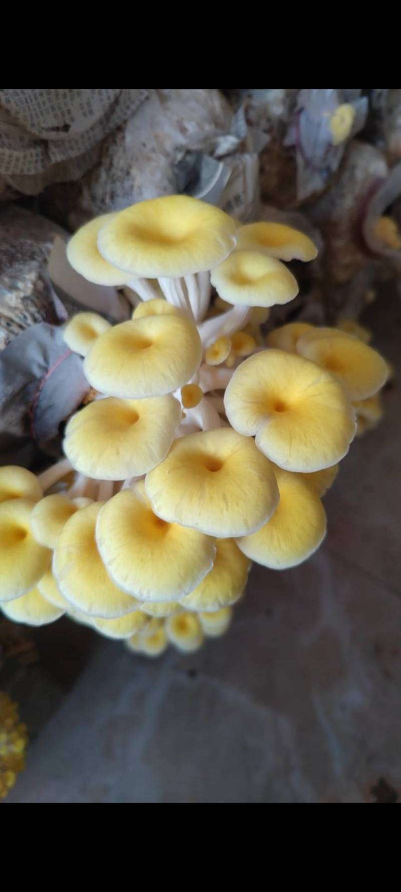 鸡油菌