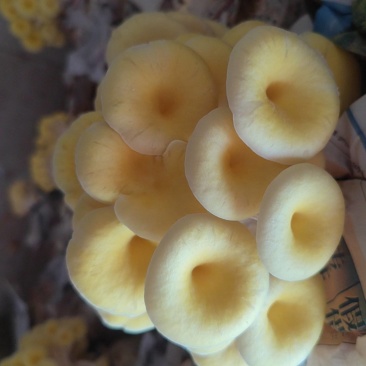 鸡油菌