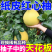 广西红心蜜柚红肉柚子三红蜜柚孕妇应季新鲜水果整箱批发