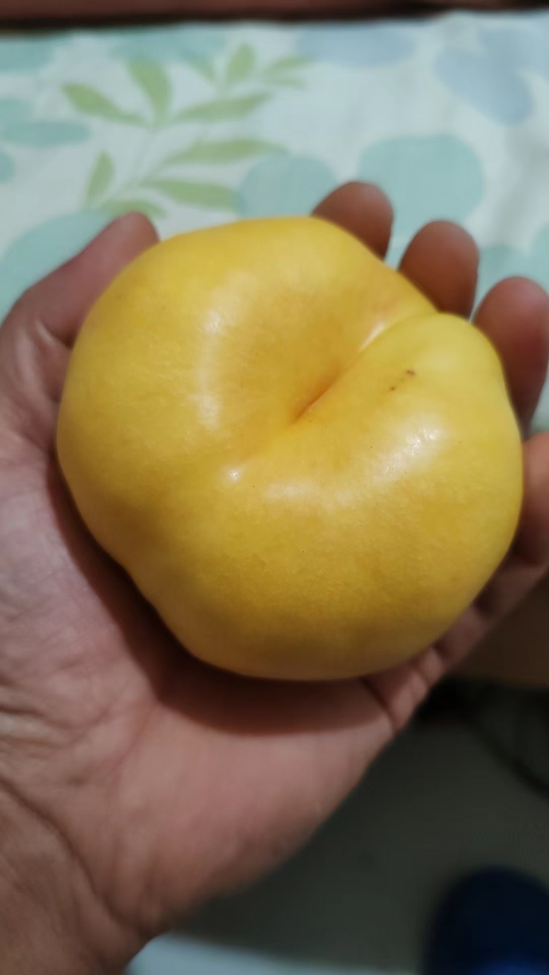 大量蟠桃风味天后上市中蟠7蟠9风味皇后大量有货各种规格
