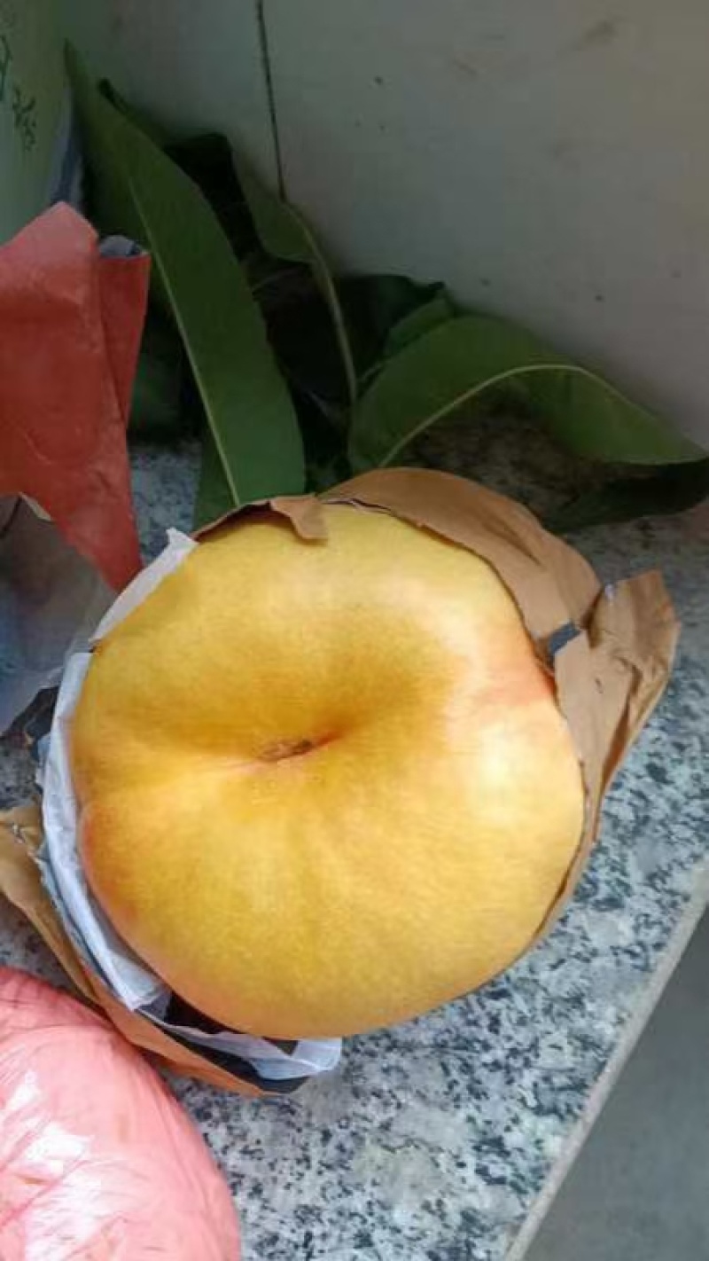 大量蟠桃风味天后上市中蟠7蟠9风味皇后大量有货各种规格