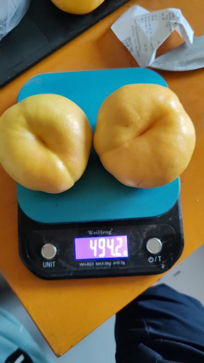 大量蟠桃风味天后上市中蟠7蟠9风味皇后大量有货各种规格