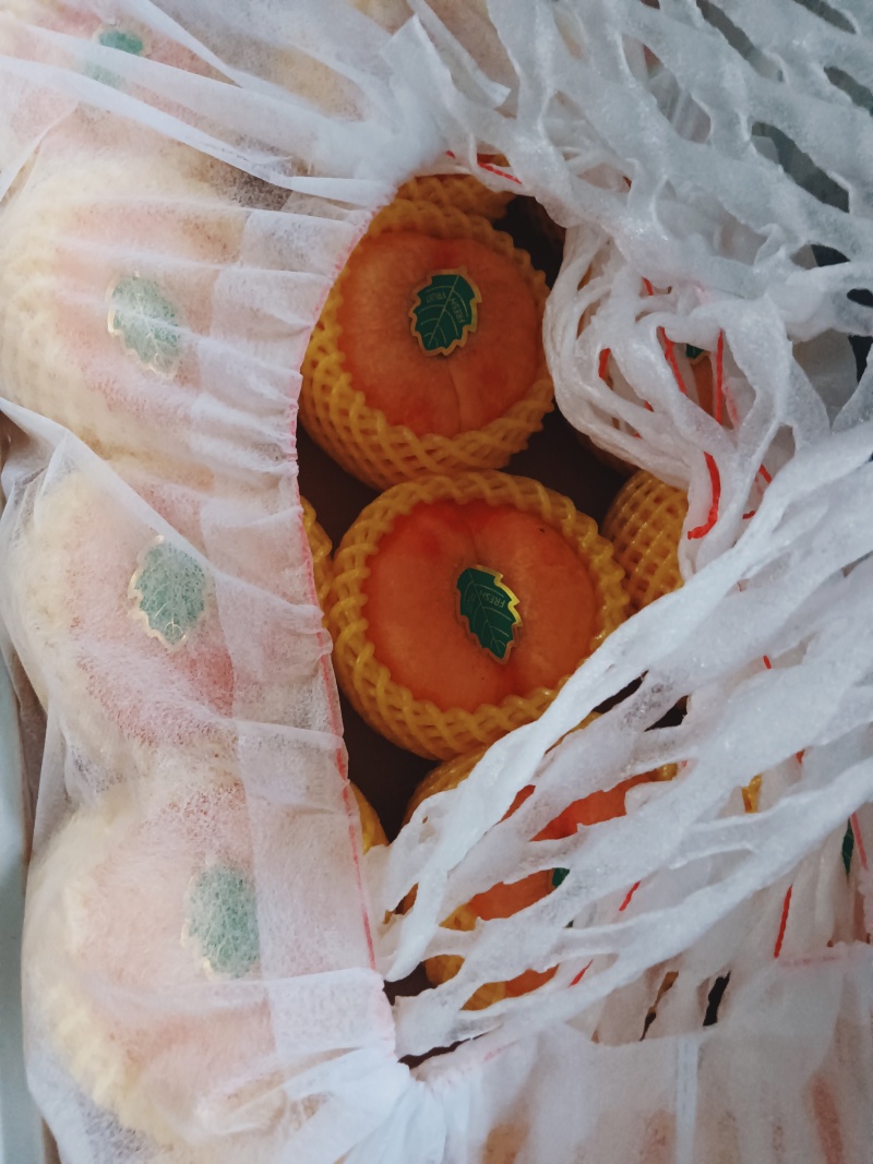 大量蟠桃风味天后上市中蟠7蟠9风味皇后大量有货各种规格