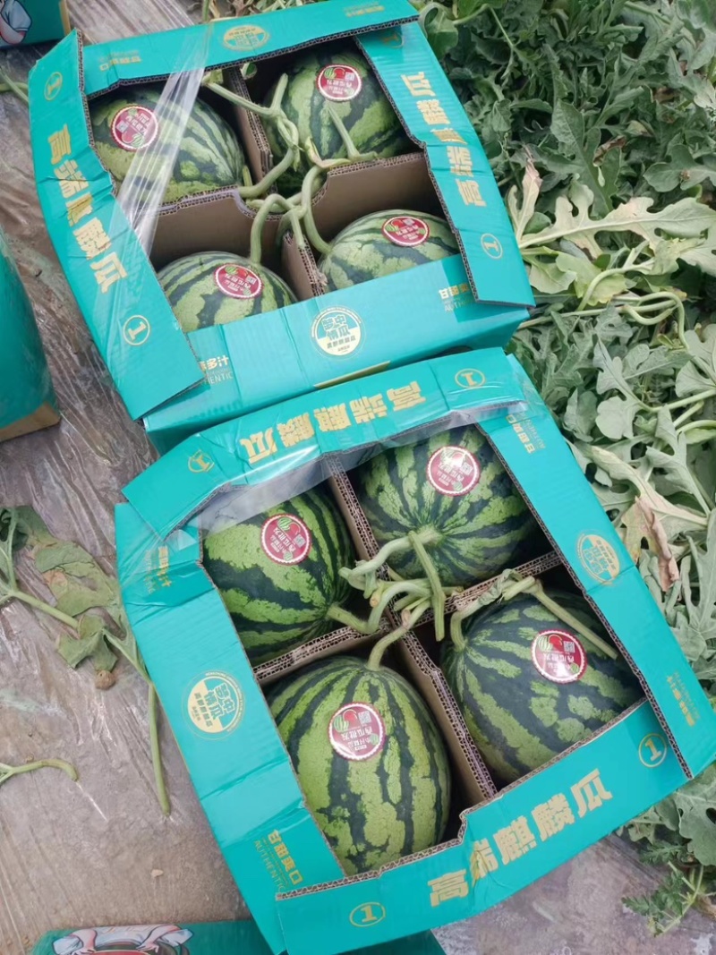支持网店/夏邑产区无籽麒麟西瓜8424美都西瓜全国发货