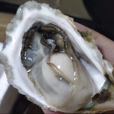 浙江温州苍南生蚝优选生蚝