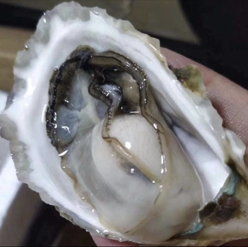 浙江温州苍南生蚝优选生蚝