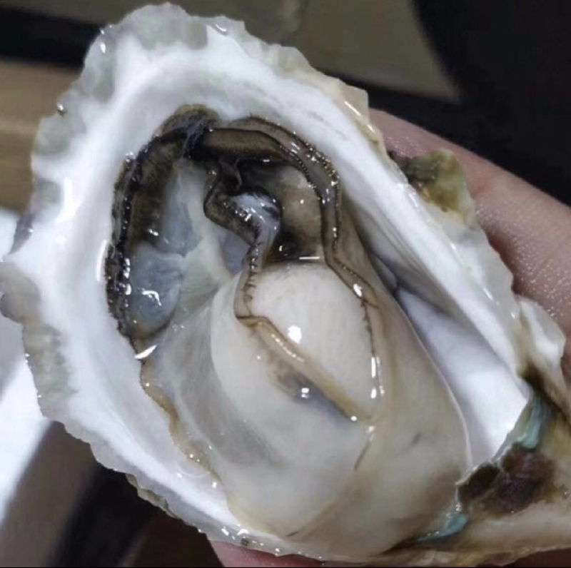 浙江温州苍南生蚝优选生蚝