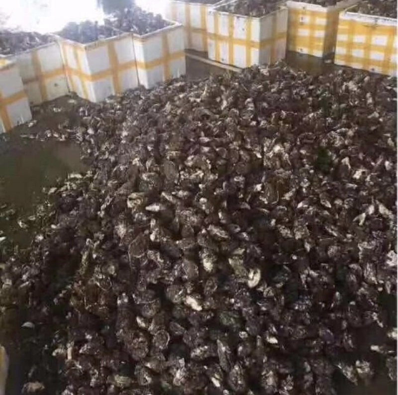 浙江温州苍南生蚝优选生蚝