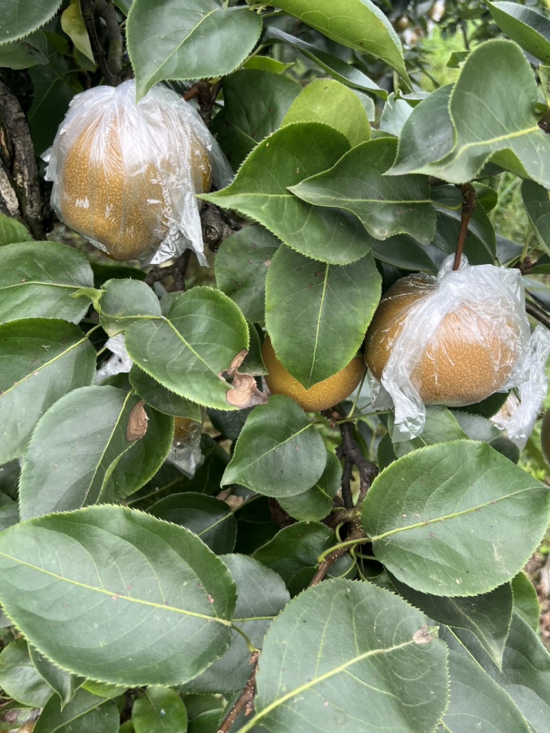 永川黄瓜山黄花梨