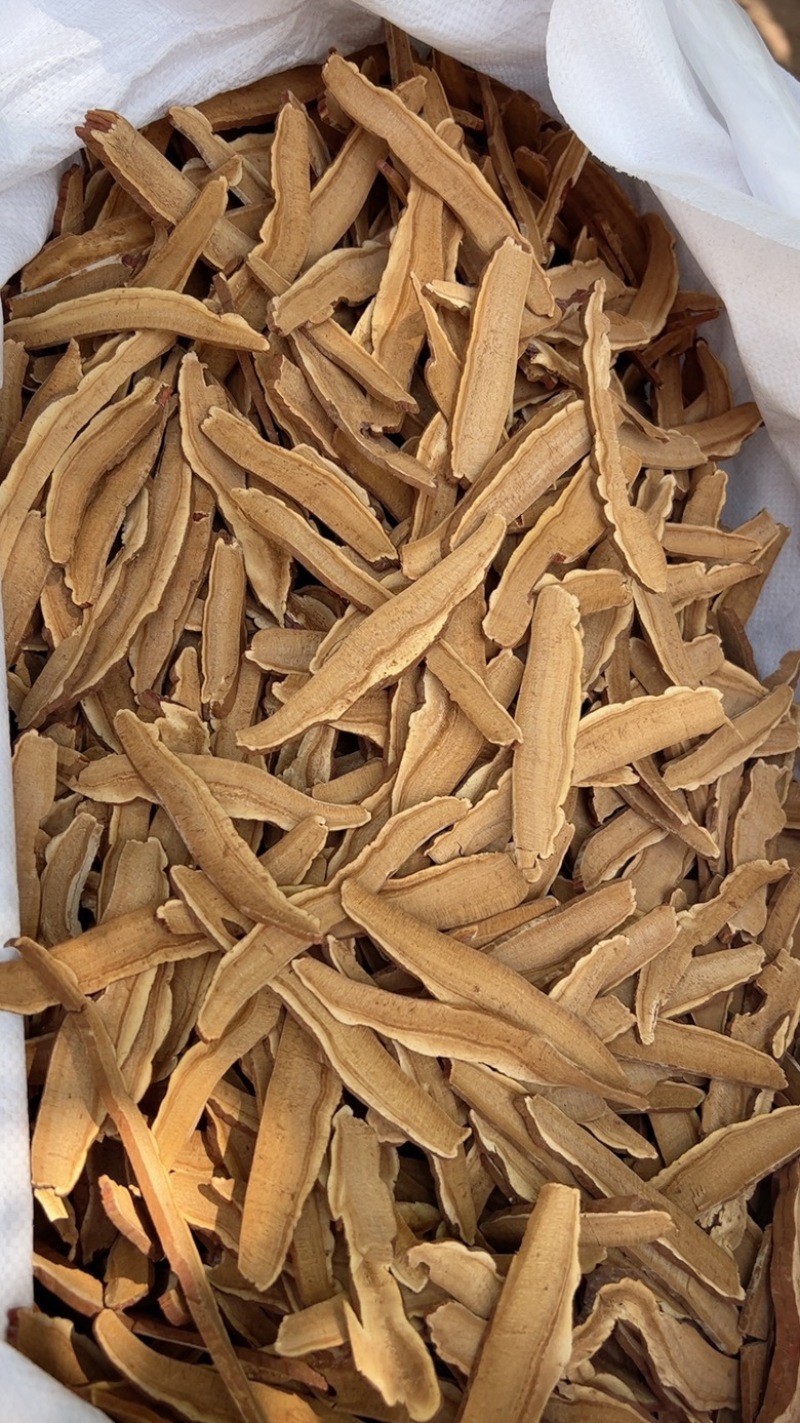 灵芝切片