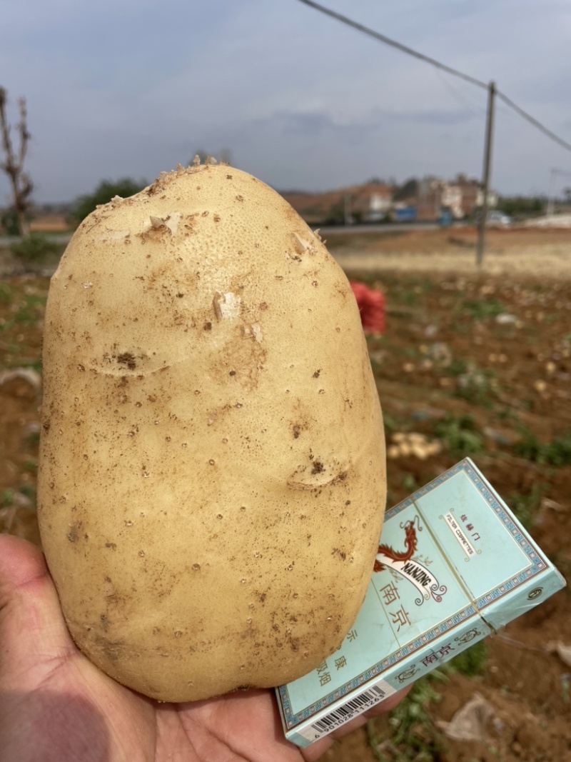 （河北土豆）实验1号土豆，量大价优，诚信经营，欢迎电联