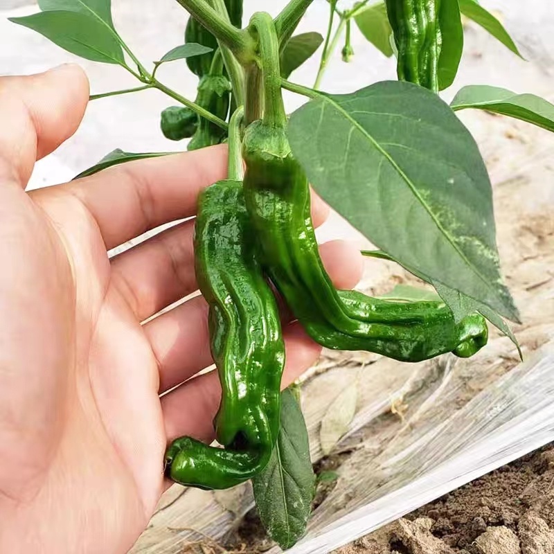 小皱皮辣椒，鲜辣椒，产地大量上市，欢迎前来咨询订购。