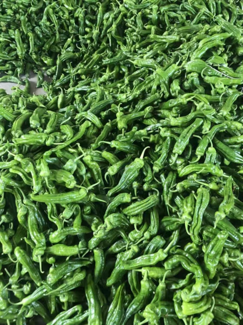 小皱皮辣椒，鲜辣椒，产地大量上市，欢迎前来咨询订购。