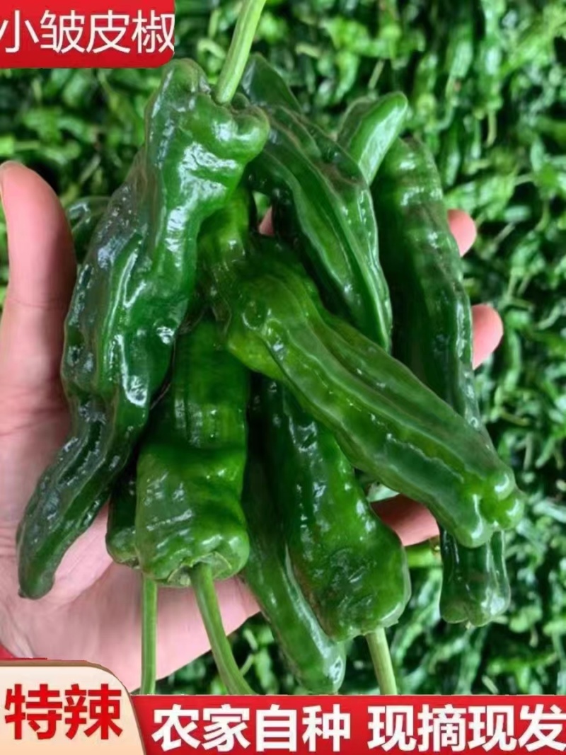小皱皮辣椒，鲜辣椒，产地大量上市，欢迎前来咨询订购。