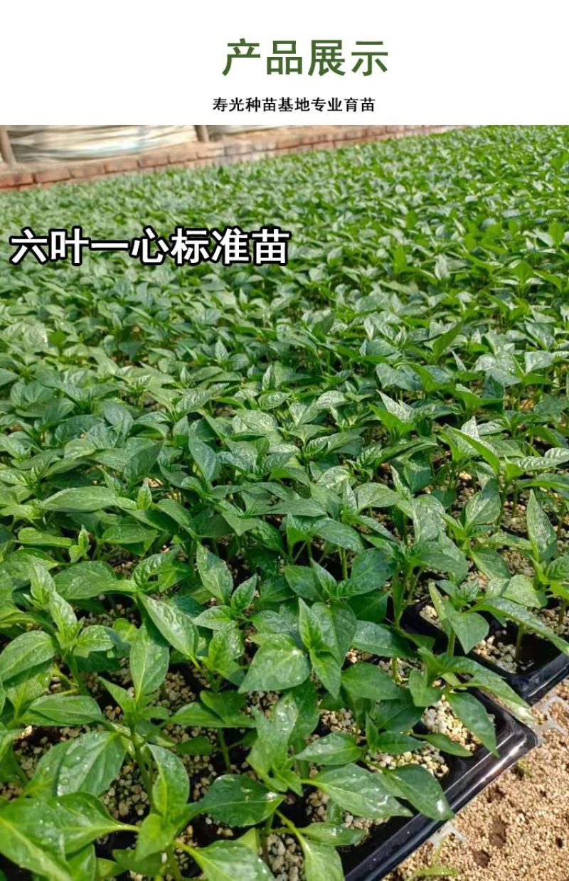 辣妹子苗香辣山东潍坊寿光高产抗病露天保护地种植非常好管理