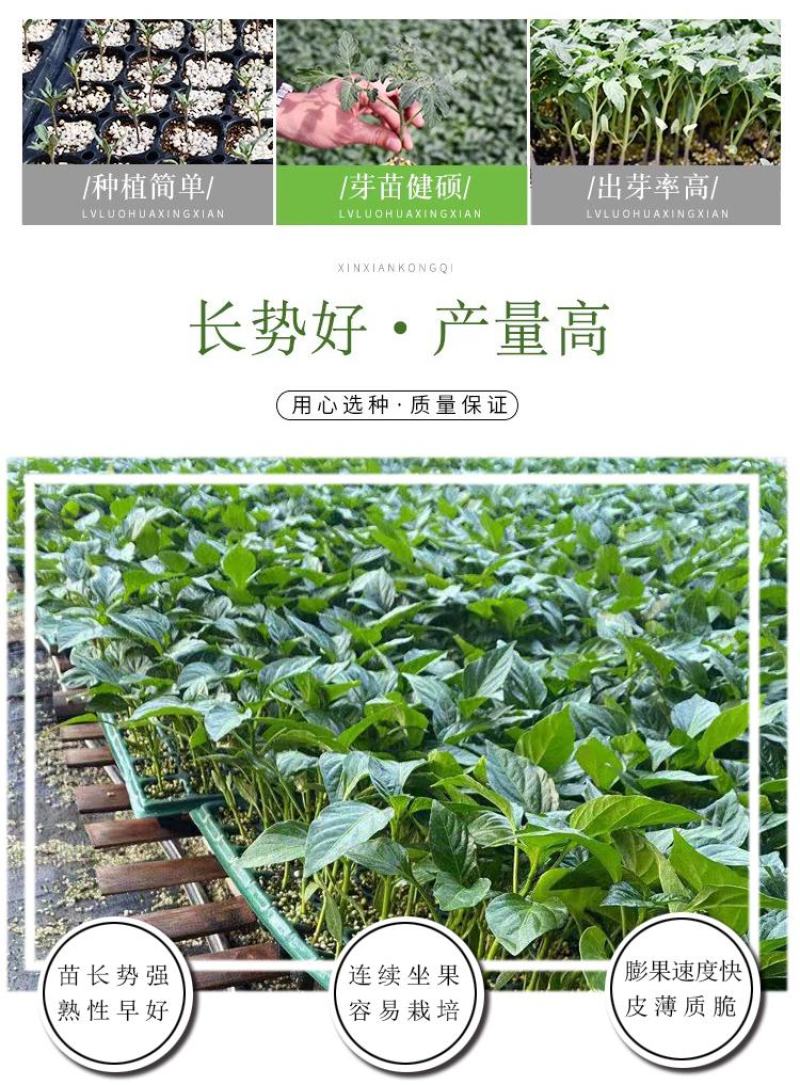 辣妹子苗香辣山东潍坊寿光高产抗病露天保护地种植非常好管理