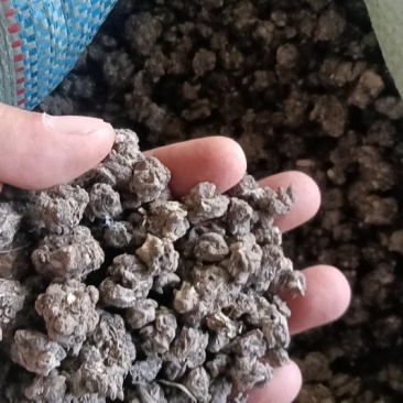 猫爪草，大量供货，不同归格，欢迎老板采购